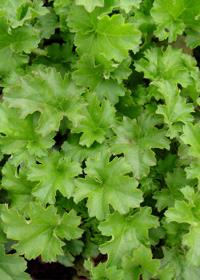 Heuchera 'Malachite'